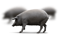 A Free Ranging Black Iberian Pig